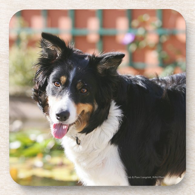 Posavasos Border collie que jadea 1 (Frente)