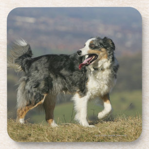 Posavasos Border collie que jadea 2