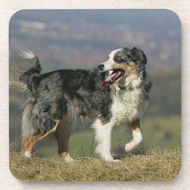 Posavasos Border collie que jadea 2 (Frente)