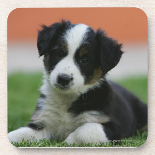 Posavasos Border collie viejo de 6 semanas