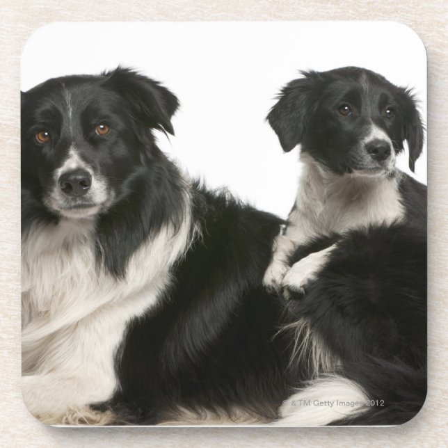 Posavasos Border collie y perrito de la madre (Frente)