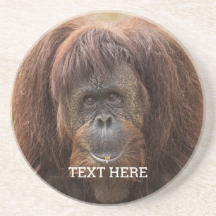 Posavasos Borneo Orangutan Beautiful Photography