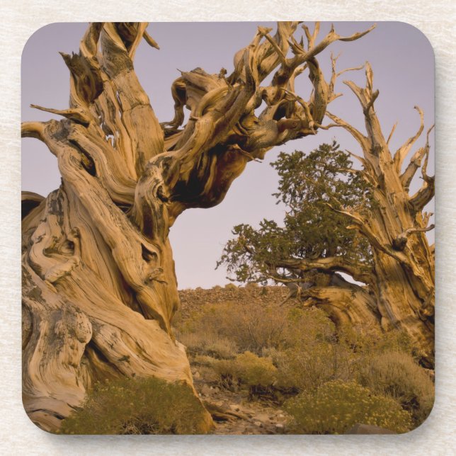 Posavasos Bosque Antiguo Bristlecone, Montañas Blancas, CA (Frente)