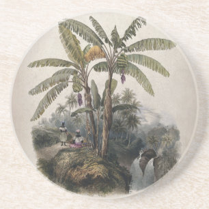 Posavasos Bosque Antiguo de Árboles de Plátano Tropical   Bo