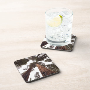 Posavasos bosque, árbol