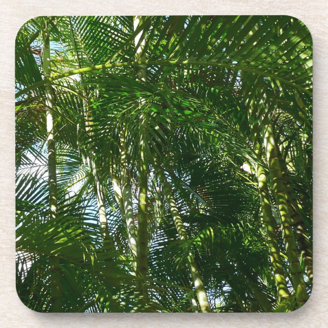 Posavasos Bosque de palmeras Naturaleza tropical (Frente)