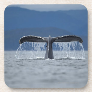 Posavasos Bosque del Estado de Tongass, Humpback