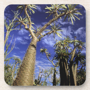 Posavasos Bosque Espinoso Formado Por Árboles Pachypodium