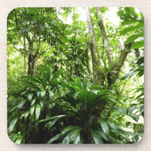 Posavasos Bosque lluvioso dominicano I Naturaleza tropical v