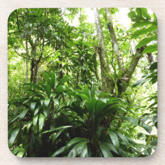 Posavasos Bosque lluvioso dominicano I Naturaleza tropical v