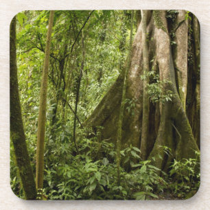 Posavasos Bosque nuboso, Bosque de Paz, Costa Rica