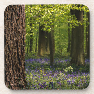 Posavasos Bosques   Bluebells en Bélgica