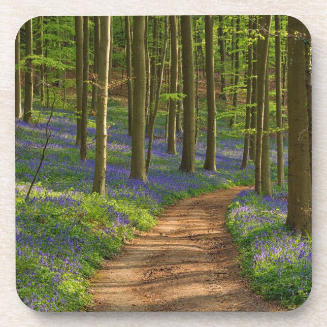 Posavasos Bosques | Bosque de Bluebell en Bélgica (Frente)