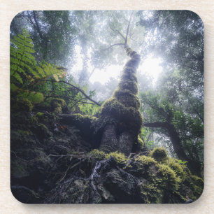 Posavasos Bosques   Parque rural de Anaga Islas Canarias