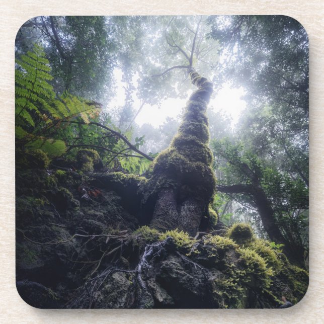 Posavasos Bosques | Parque rural de Anaga Islas Canarias (Frente)