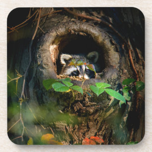 Posavasos Bosques Raccoon Peeking