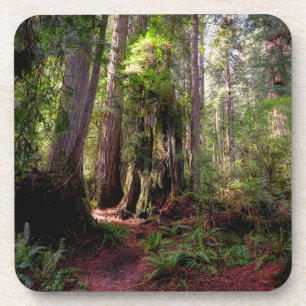 Posavasos Bosques   Redwood Forest California