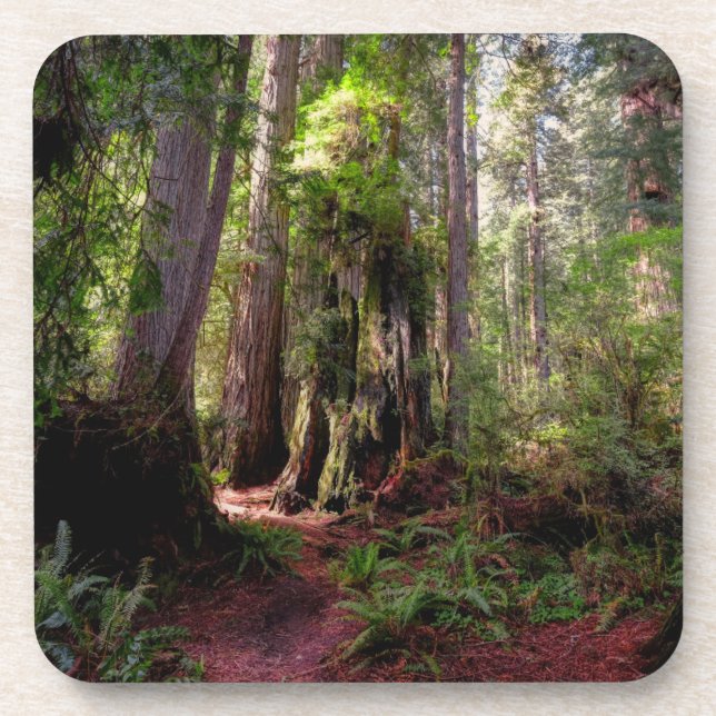 Posavasos Bosques | Redwood Forest California (Frente)