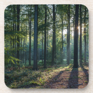 Posavasos Bosques   Selva negra Alemania