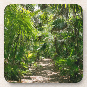 Posavasos Bosques   Tropical Rainforest Tulum Mexico