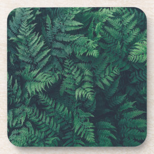 Posavasos Bosques   Woodland Ferns