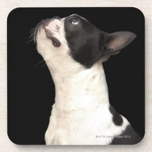 Posavasos Boston blanco y negro Terrier que mira para arriba