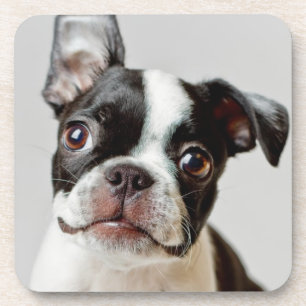Posavasos Boston Terrier
