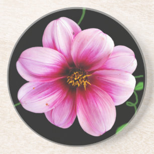 Posavasos Botánico palidezca - la flor rosada de la dalia e