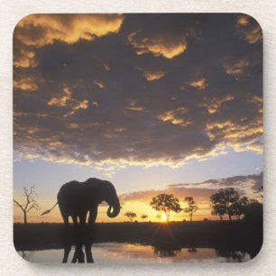 Posavasos Botsuana, Parque Nacional Chobe, Elefante