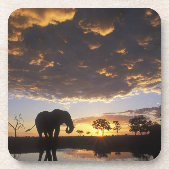 Posavasos Botsuana, Parque Nacional Chobe, Elefante (Frente)