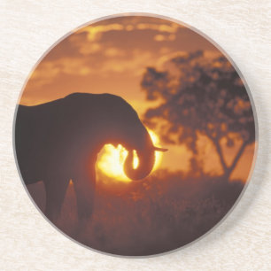 Posavasos Botsuana, Parque Nacional Chobe, Elefante macho