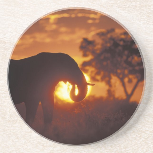 Posavasos Botsuana, Parque Nacional Chobe, Elefante macho (Frente)