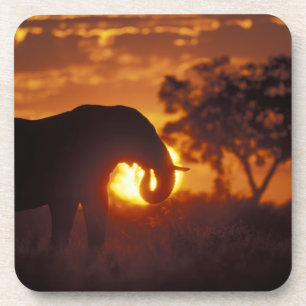 Posavasos Botsuana, Parque Nacional Chobe, Elefante macho