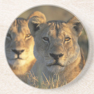 Posavasos Botsuana, Parque Nacional Chobe, Leonas