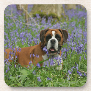 Posavasos Boxeador que pone en Bluebells