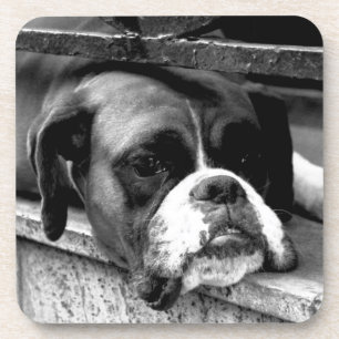 Posavasos Boxer Dog En El Coastercán De Windowsill