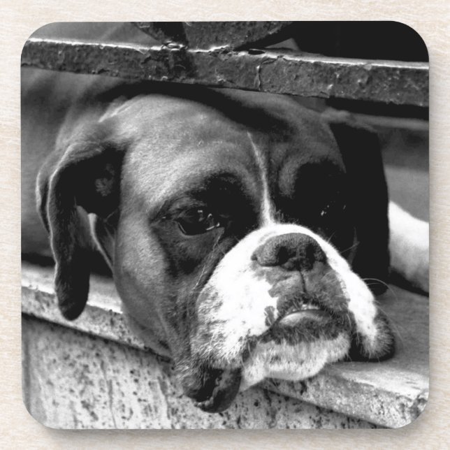 Posavasos Boxer Dog En El Coastercán De Windowsill (Frente)