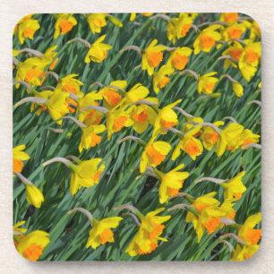 Posavasos Bright yellow spring daffodils garden