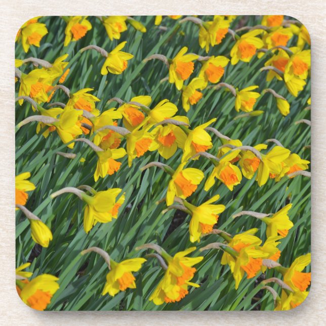 Posavasos Bright yellow spring daffodils garden (Frente)