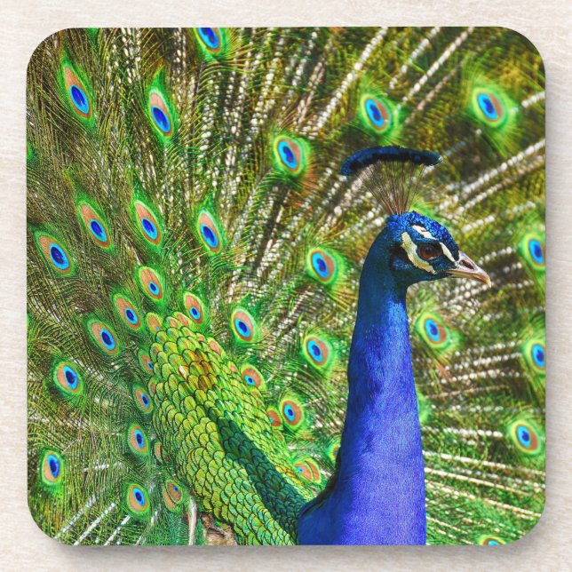 Posavasos Brillante Blue Peacock Beaster (Frente)