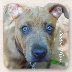 Posavasos Brindle Pit Bull con una foto de Shirley Taylor