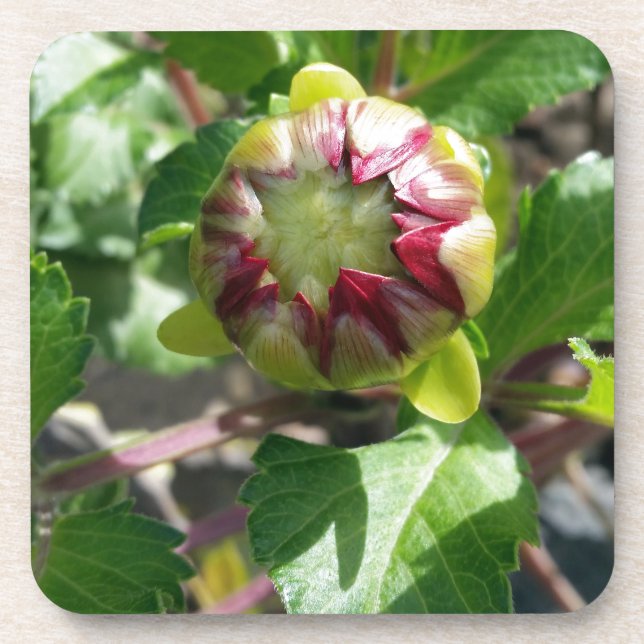 Posavasos brote en otoño (Frente)