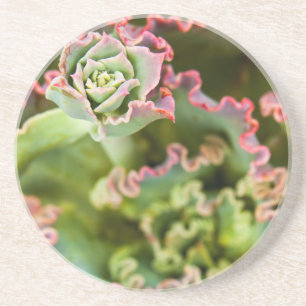 Posavasos Brotes emergentes de una planta de Echeveria