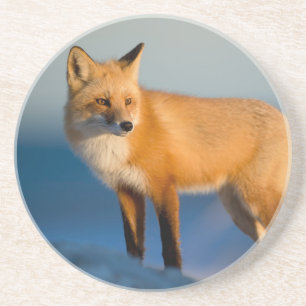 Posavasos Brown Fox Coaster