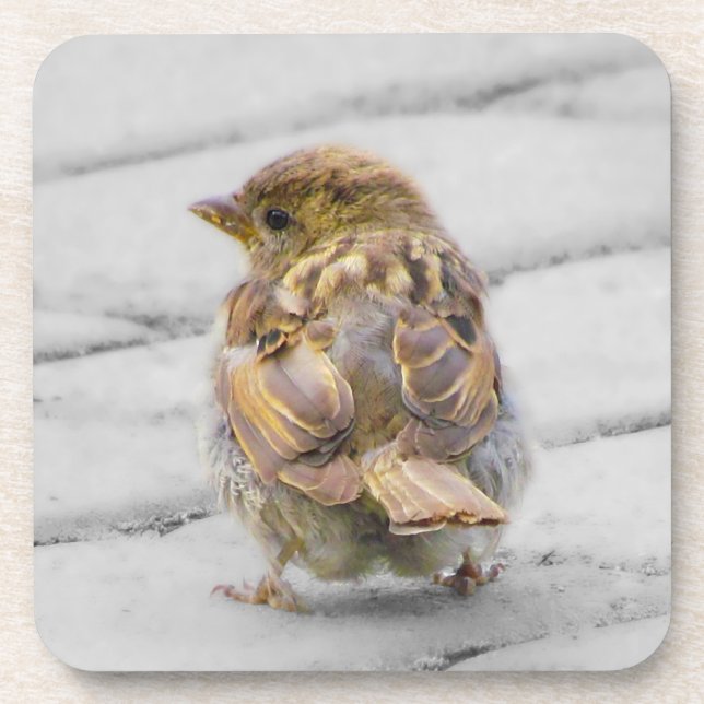 Posavasos Brown Sparrow (Frente)