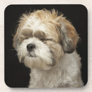 Posavasos Brown y Shih blanco Tzu con los ojos se cerraron