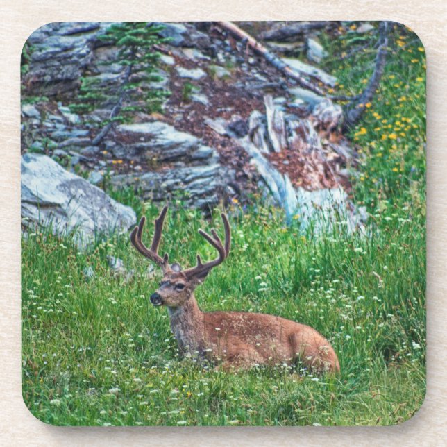 Posavasos Buck de cama (Frente)