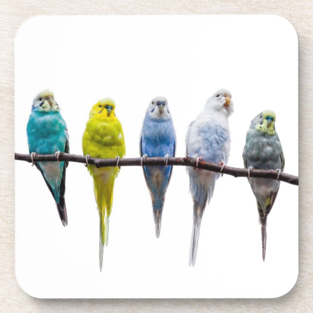 Posavasos Budgies (Frente)