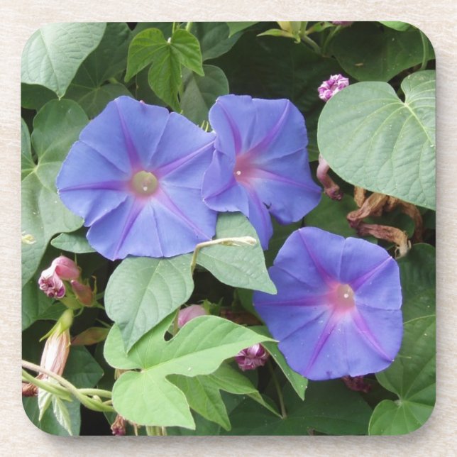 Posavasos Buenos días Flores de Gloria Sapos (Frente)