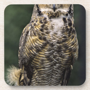 Posavasos Búho Americano (Bubo virginianus), cuerpo completo